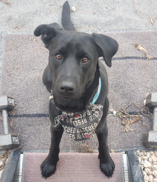 Raider, the black shop dog wearing a bandana, looking up at the camera at Manchaca Garage